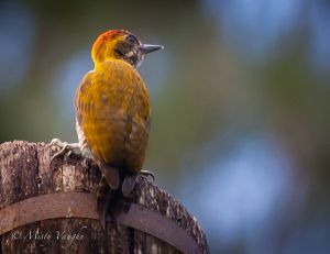 c77-woodpecker 5.jpg